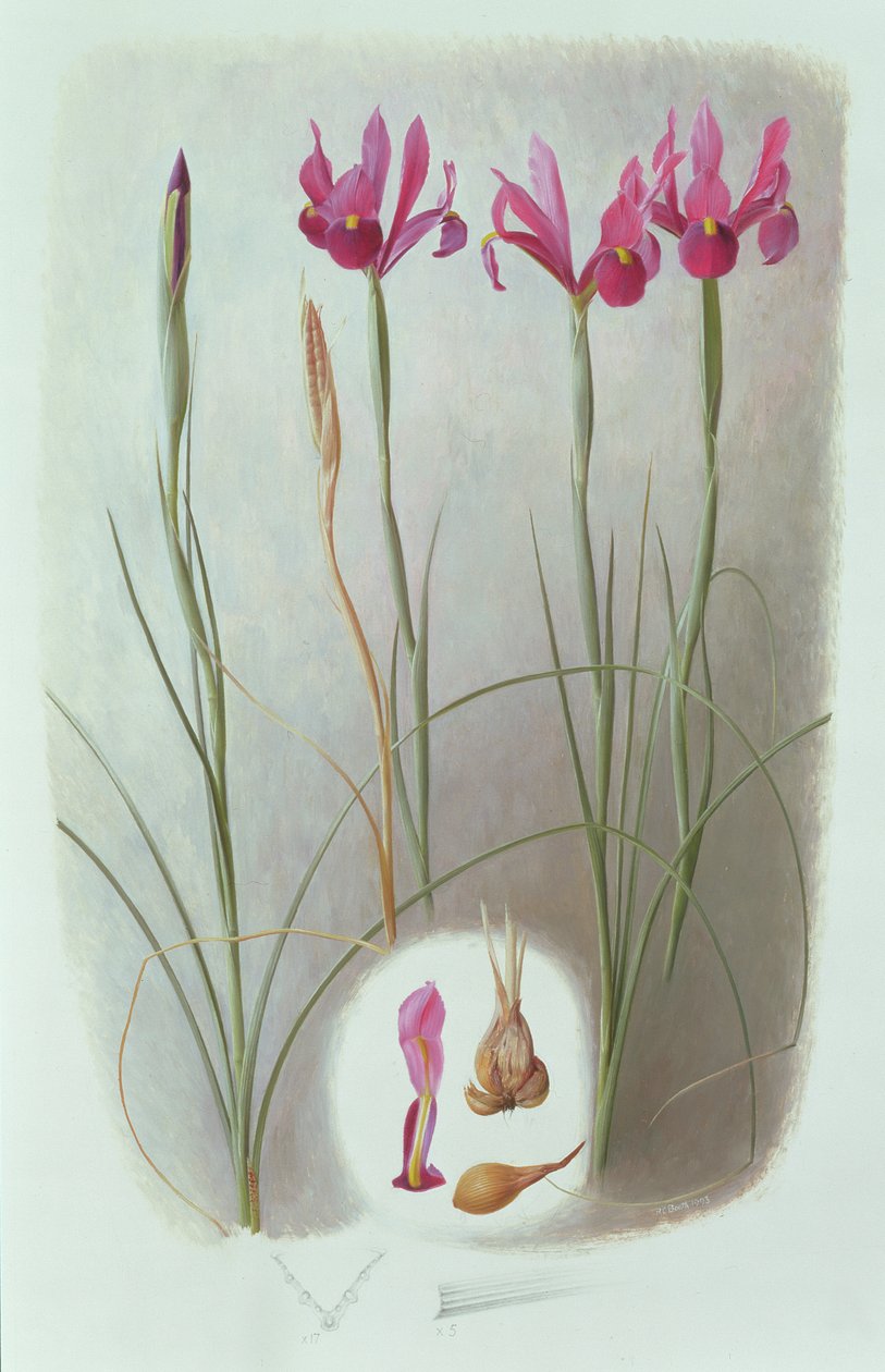 Iris filifolia alkotó: Raymond Booth