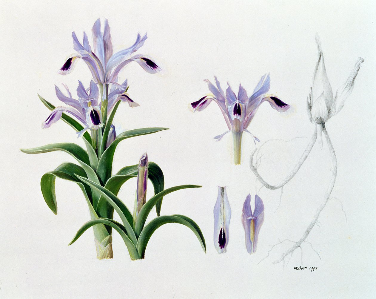 Iris Kuschakewiczii alkotó: Raymond Booth
