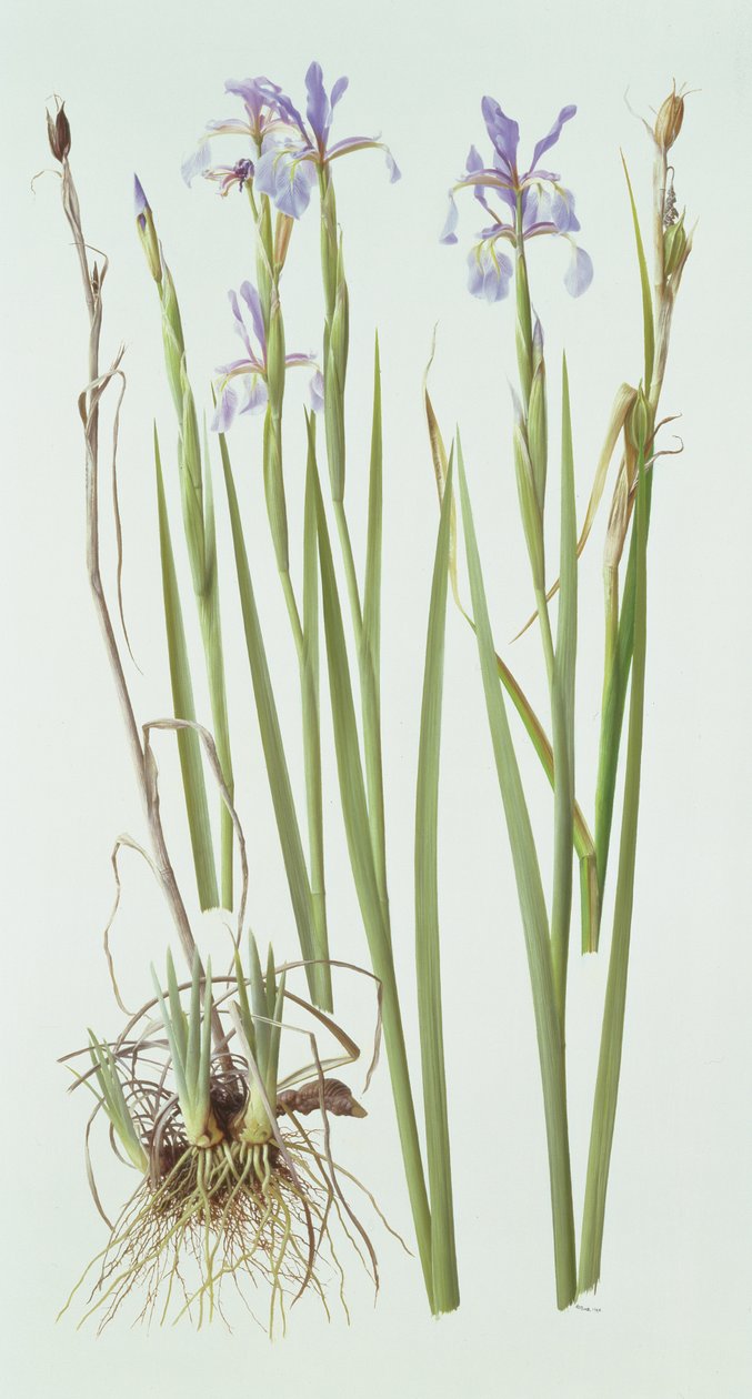 Iris Spuria alkotó: Raymond Booth