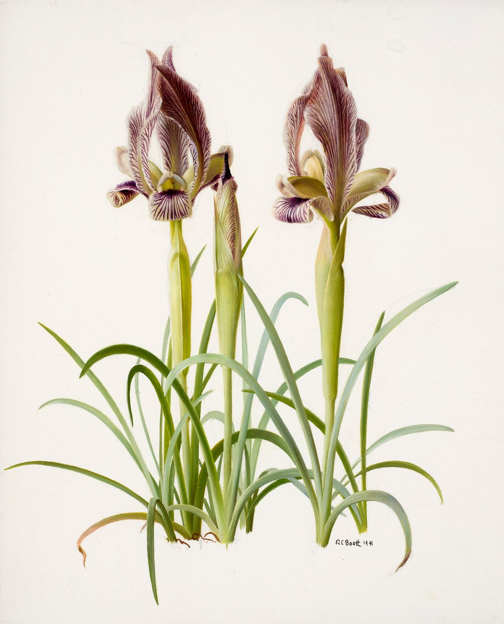 Iris acutiloba (olaj, papír) alkotó: Raymond Booth