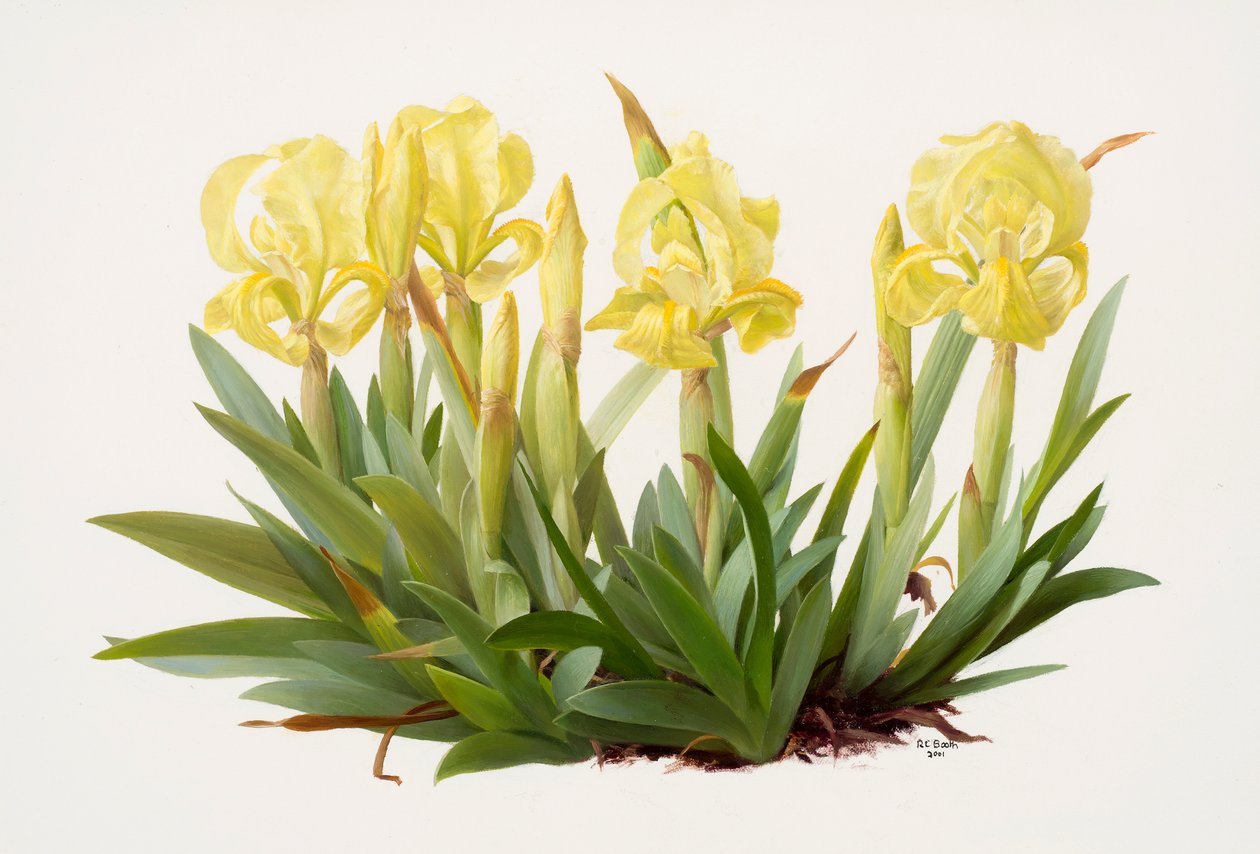 Iris lutescens (olaj, papír) alkotó: Raymond Booth