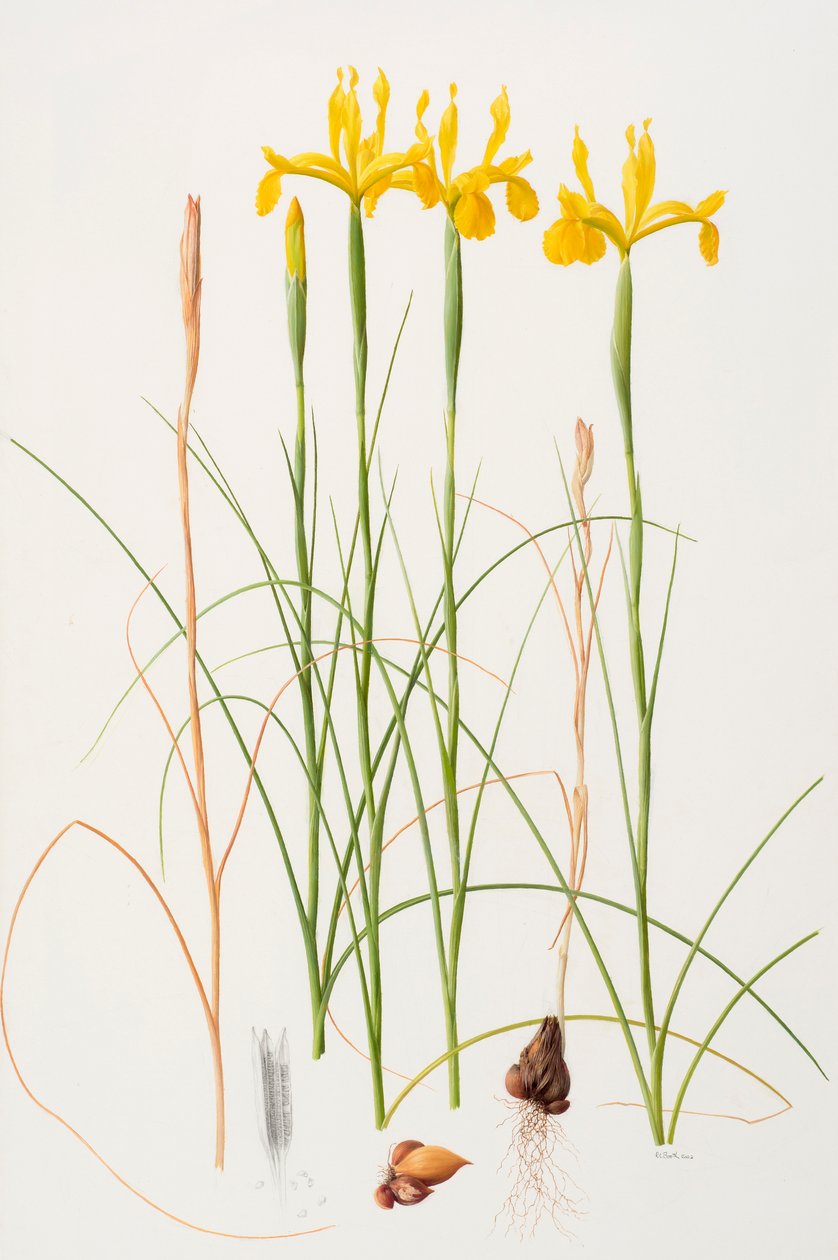 Iris spuria, 2002 (olaj, papír) alkotó: Raymond Booth