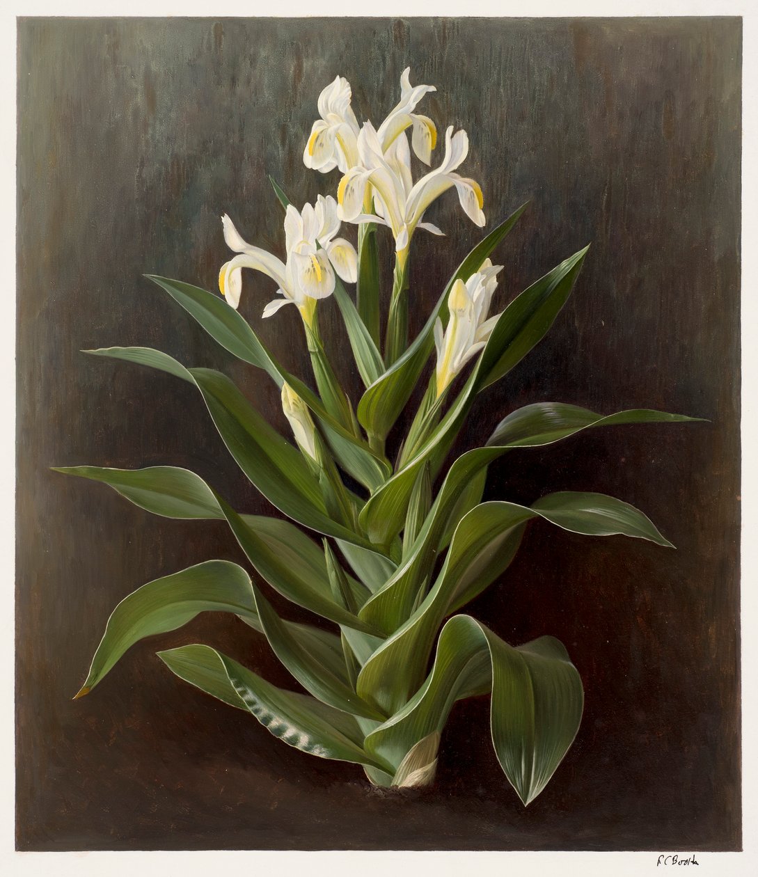 Iris willmottiana alba (olaj, papír) alkotó: Raymond Booth
