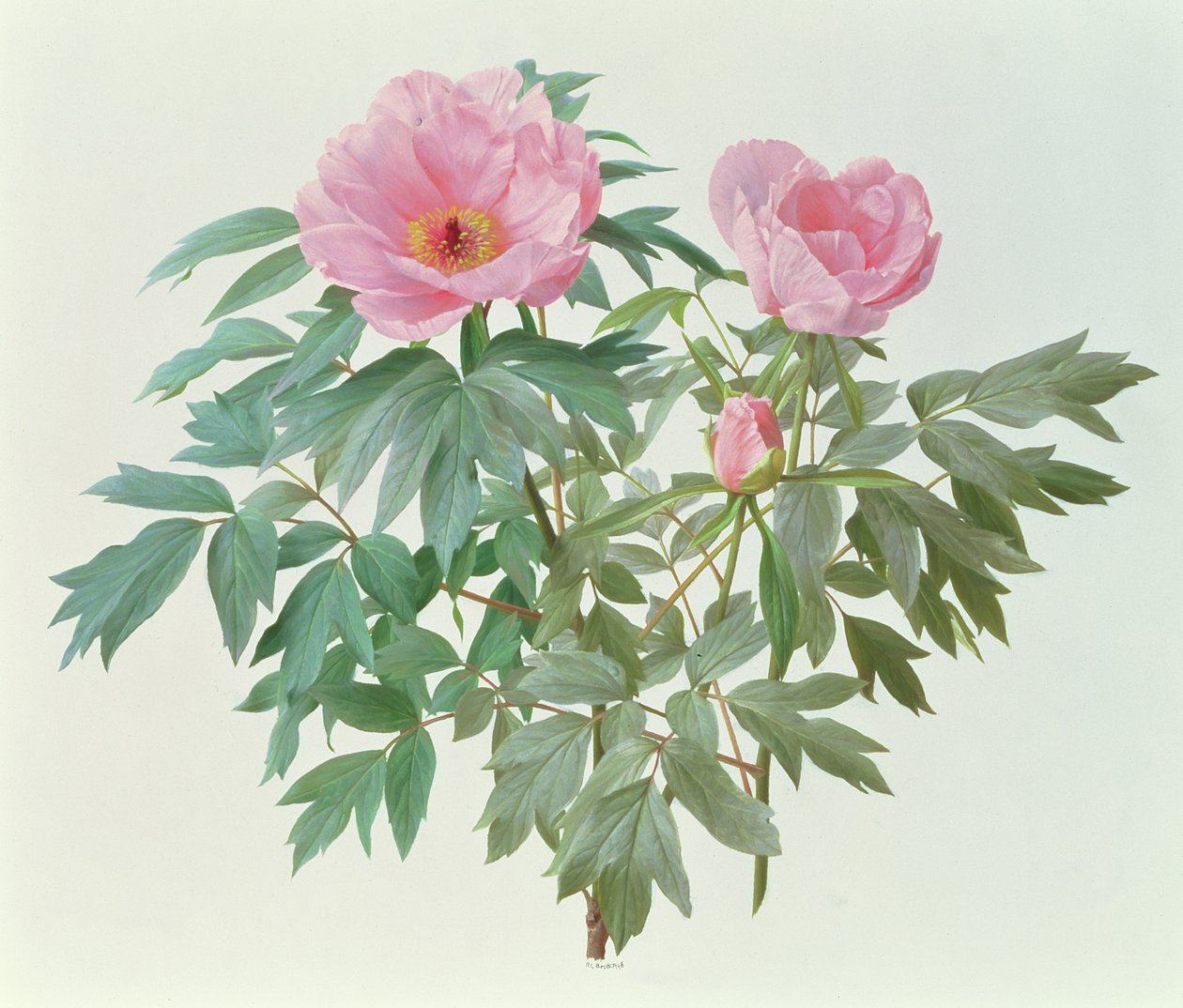 Japán fa paeony alkotó: Raymond Booth