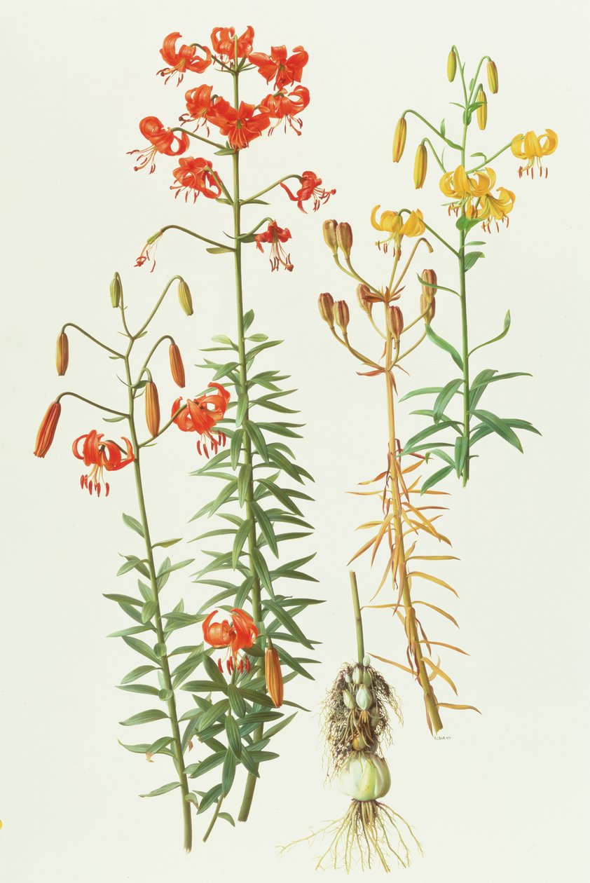 Lilium amabile alkotó: Raymond Booth