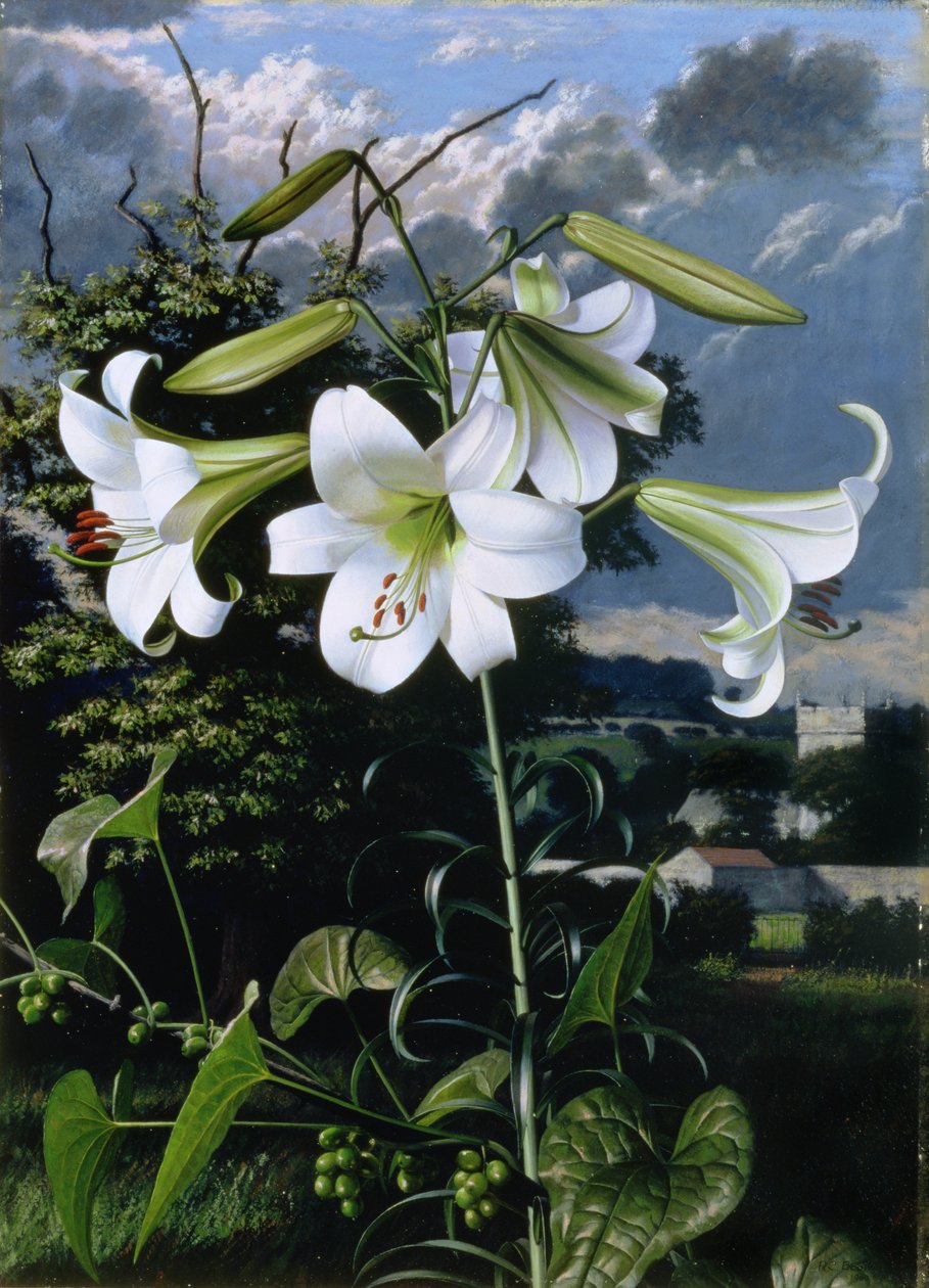 Lilium Emerald, 1959 körüli (olaj, karton) alkotó: Raymond Booth