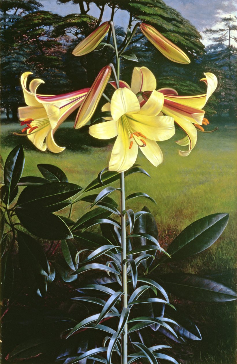 Lilium Golden Clarion alkotó: Raymond Booth