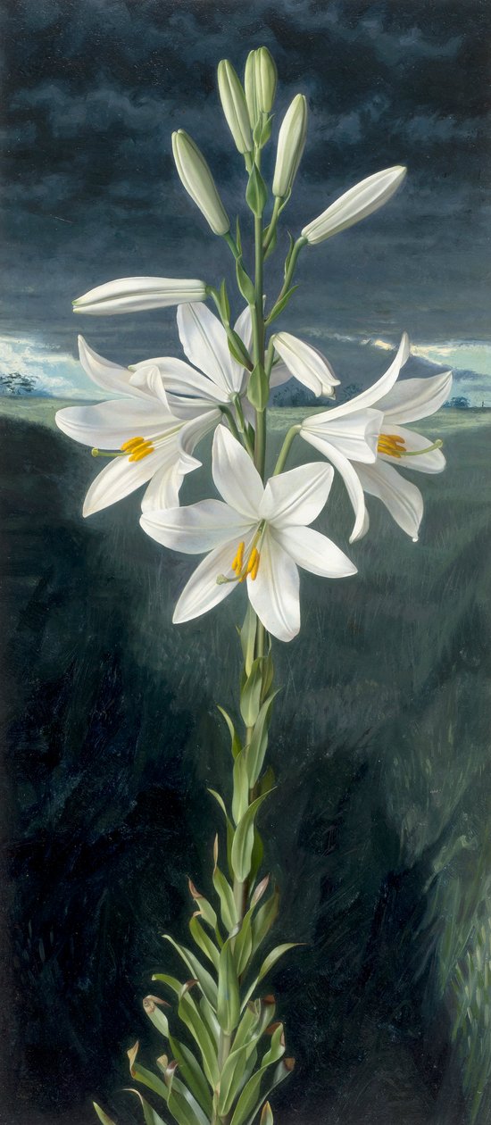Madonna liliom (olaj, tábla) alkotó: Raymond Booth