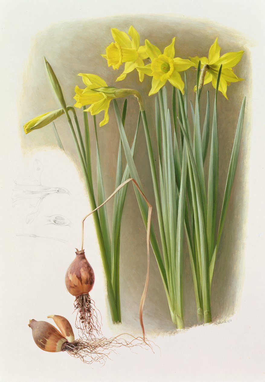 Narcissus Hispanicas Bujei alkotó: Raymond Booth