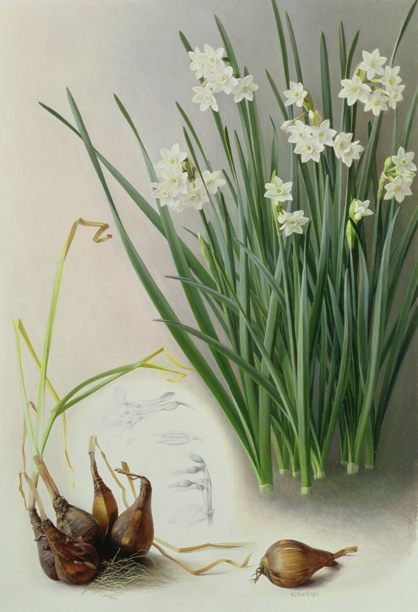 Narcissus Pannizianus alkotó: Raymond Booth
