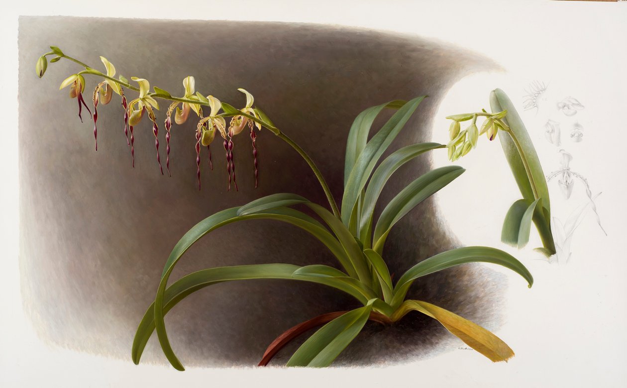 Orchideák alkotó: Raymond Booth