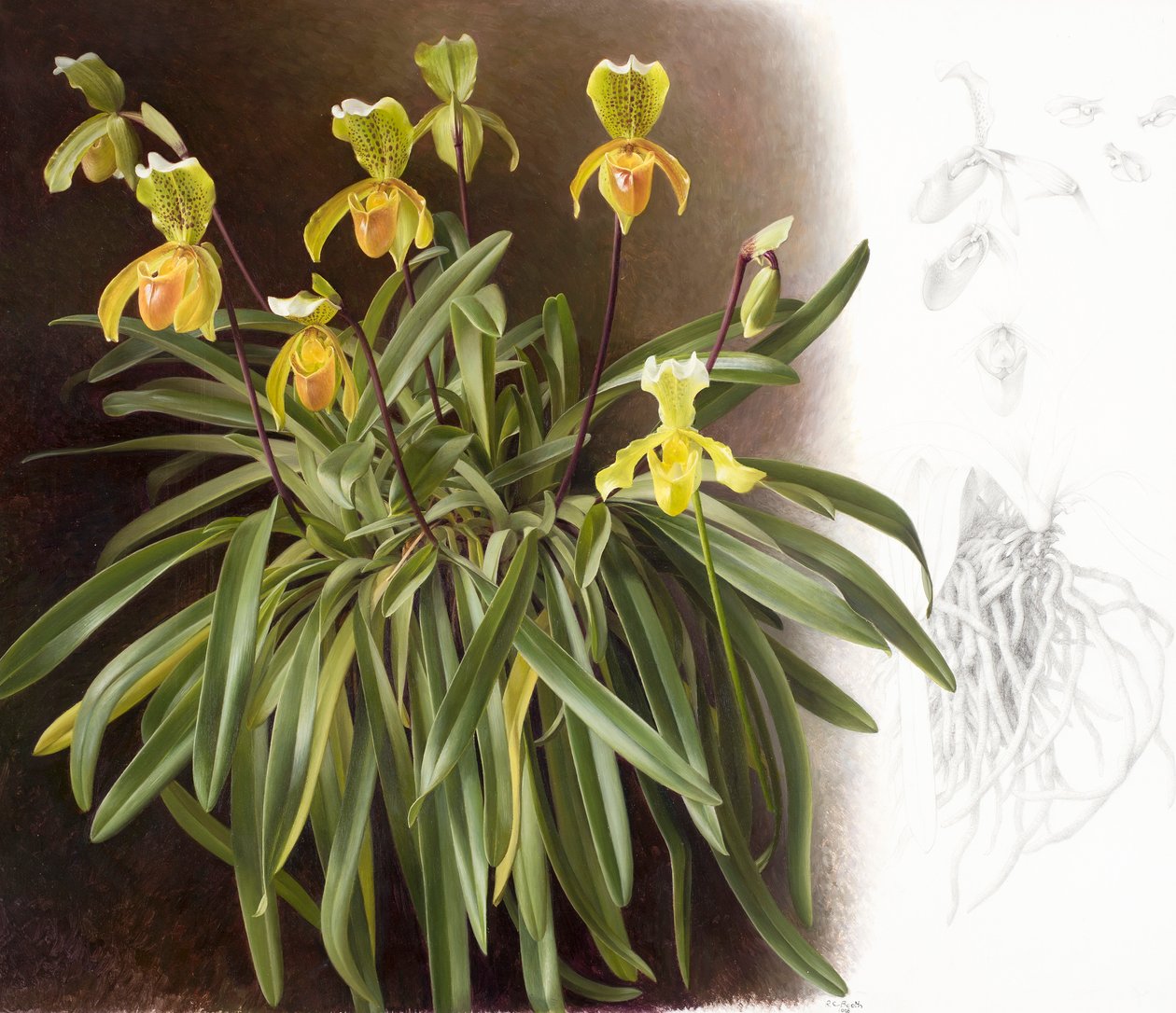 Orchideák alkotó: Raymond Booth