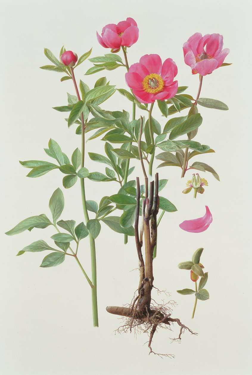 Arietina Paeonie alkotó: Raymond Booth