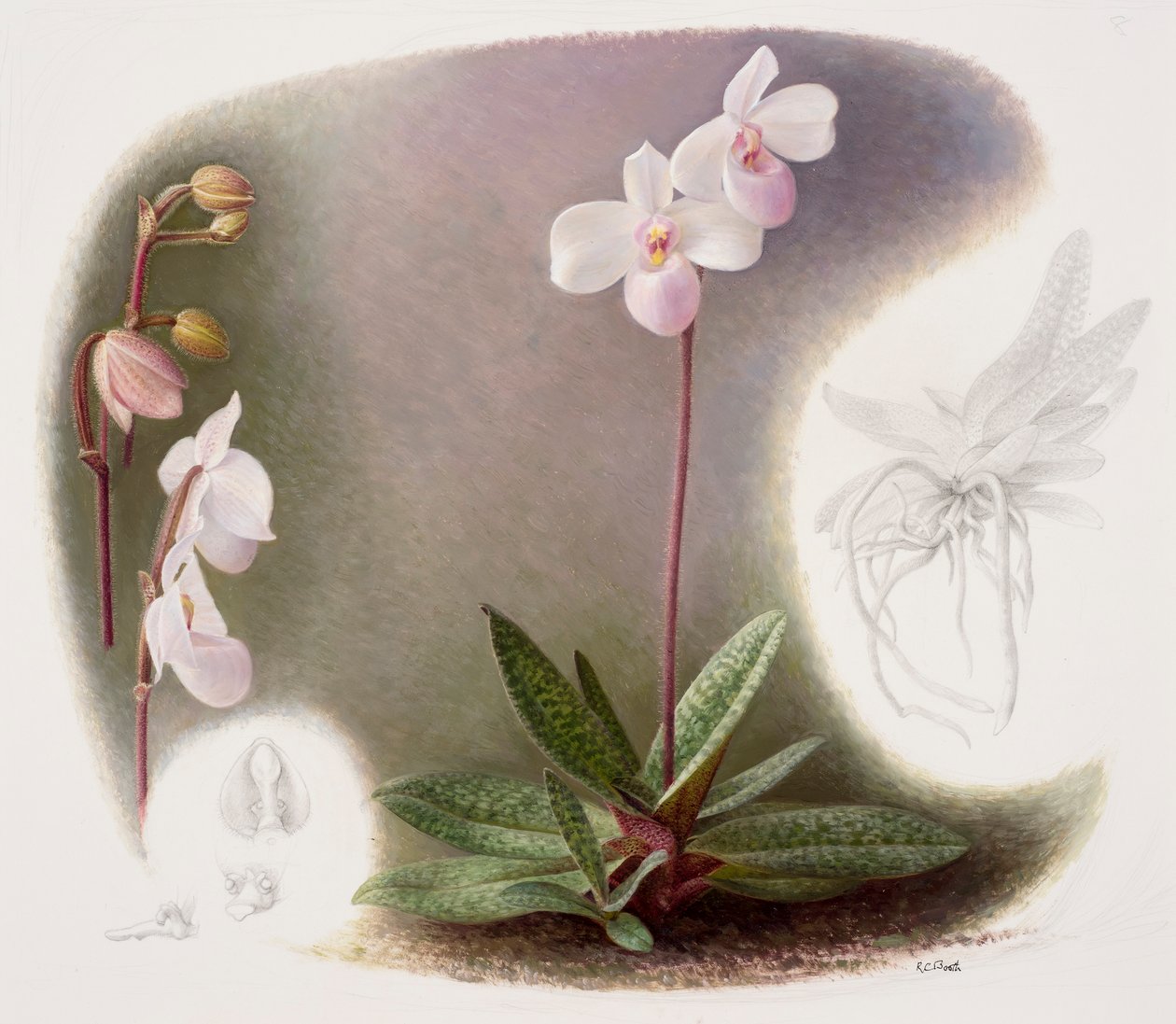 Paphiopedilium delenatii (olaj, papír) alkotó: Raymond Booth