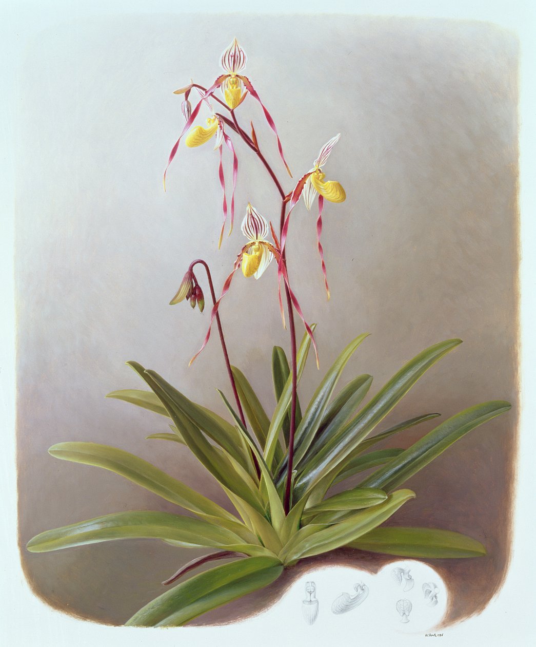 Paphiopedilum Philippinense alkotó: Raymond Booth