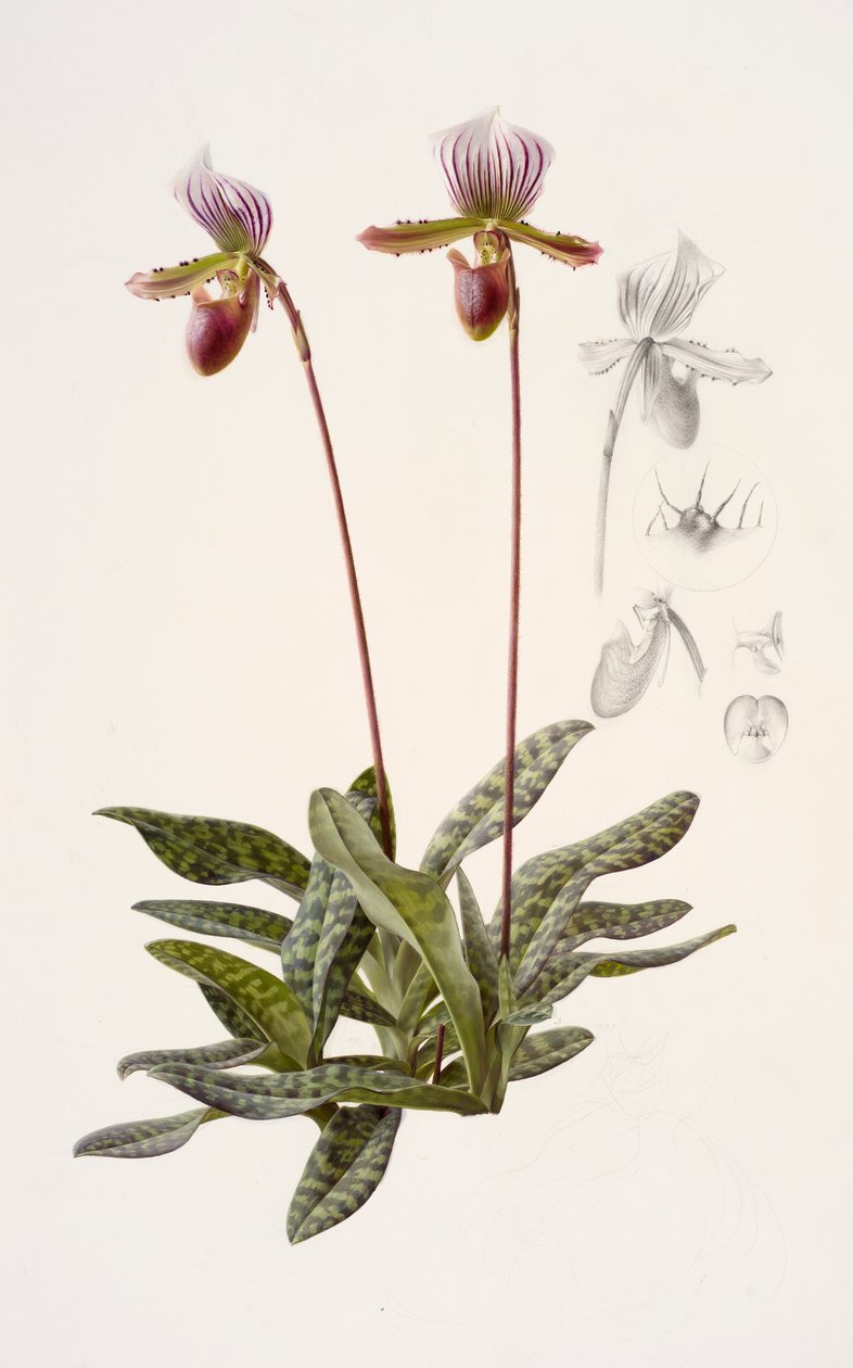 Paphiopedilum barbatum (olaj, papír) alkotó: Raymond Booth