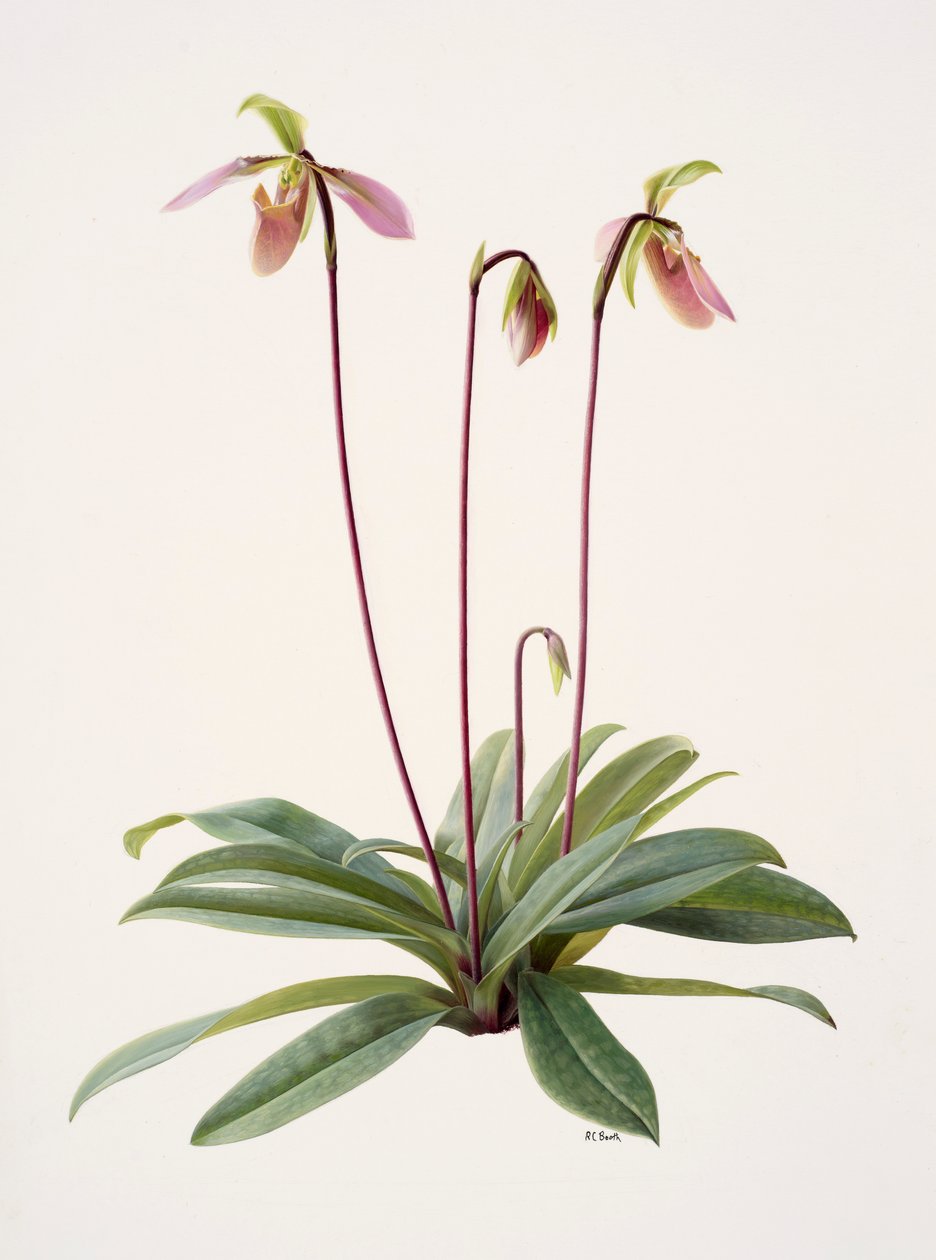 Pophiopedrium appletonianum (olaj, papír) alkotó: Raymond Booth