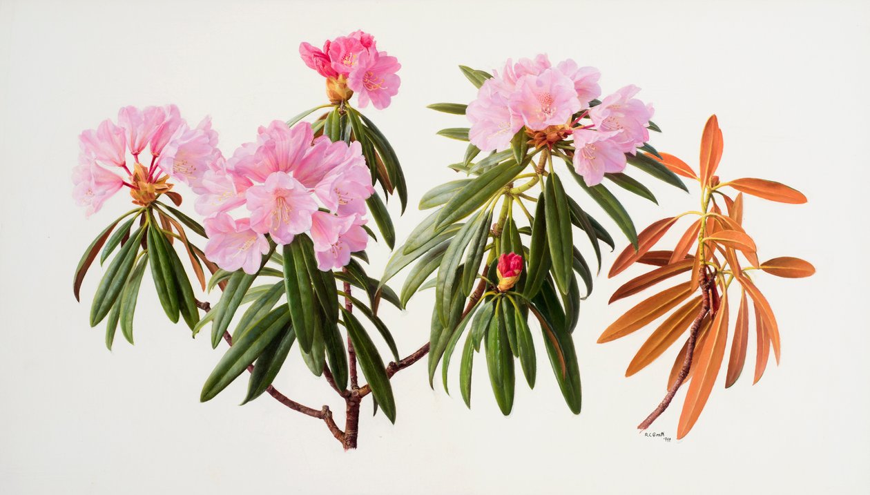 Rhododendronok alkotó: Raymond Booth