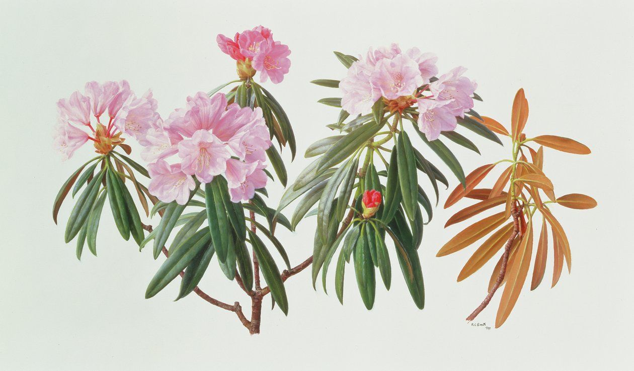 Rhododendron Metternichii Micranthum alkotó: Raymond Booth