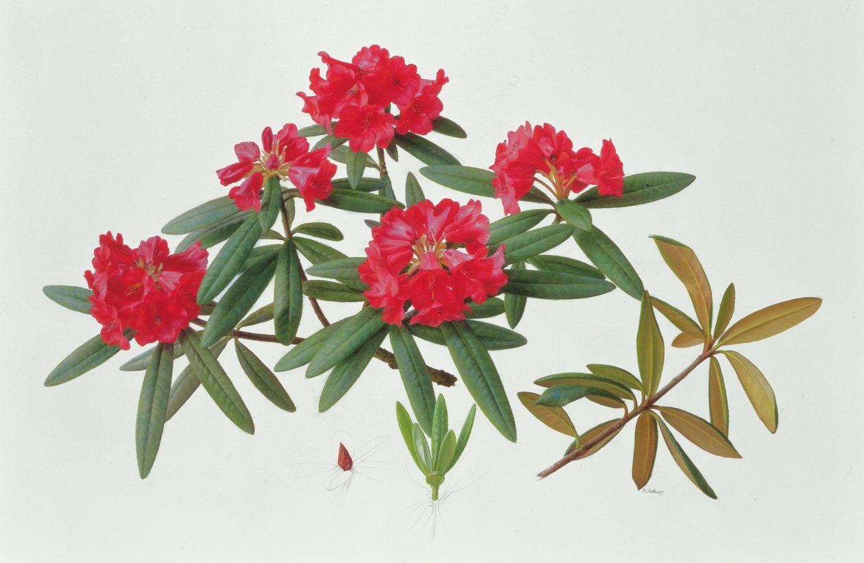 Rhododendron Microgynum alkotó: Raymond Booth
