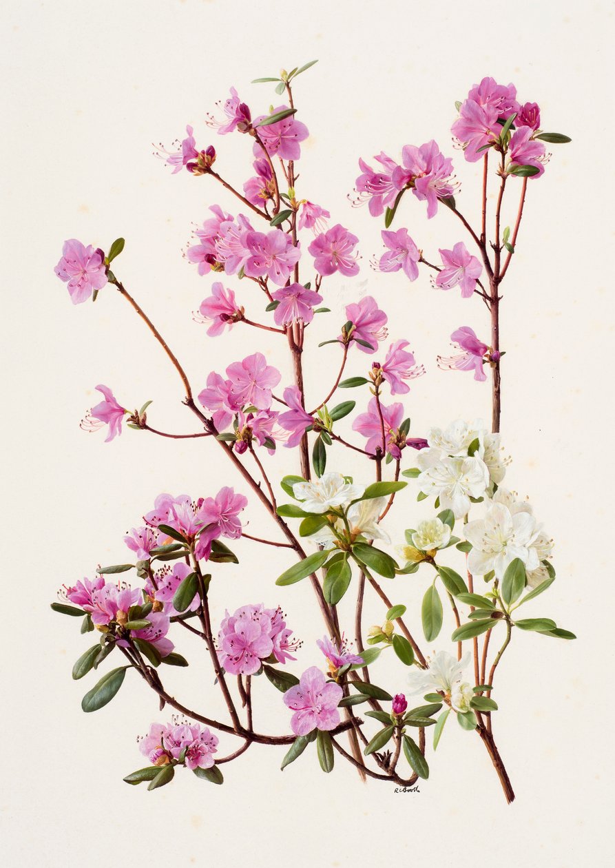 Rhododendron dauricum (olaj, papír) alkotó: Raymond Booth