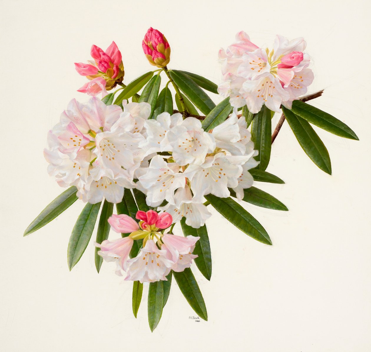 Rhododendron morii (olaj, papír) alkotó: Raymond Booth