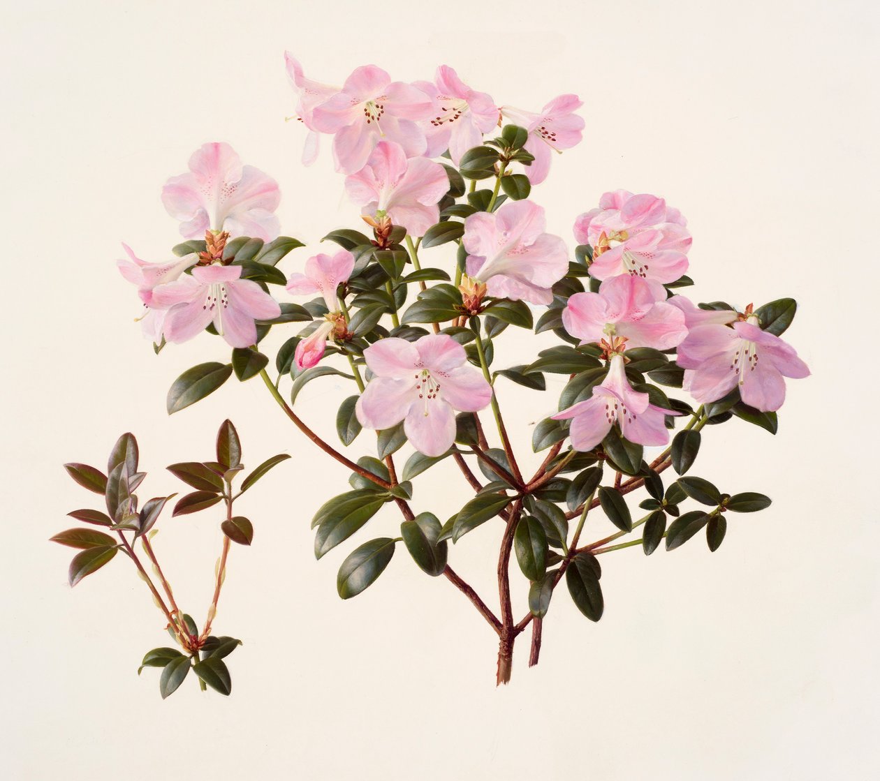 Rhododendron moupinense rózsaszín virágú (olaj, papír) alkotó: Raymond Booth
