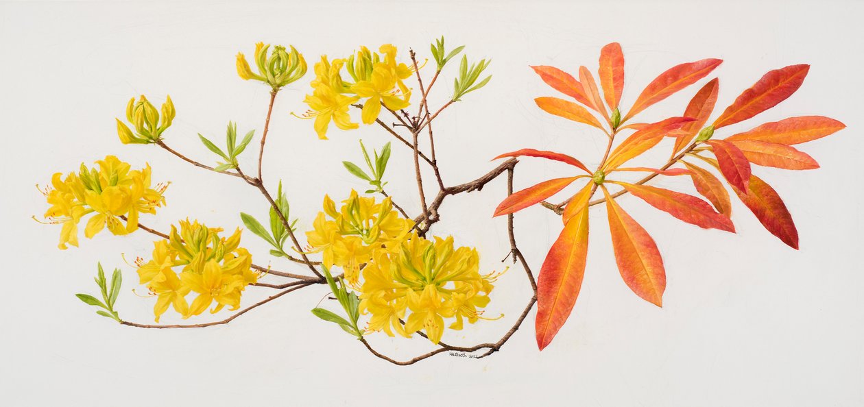 Rhododendron uteum (olaj, papír) alkotó: Raymond Booth