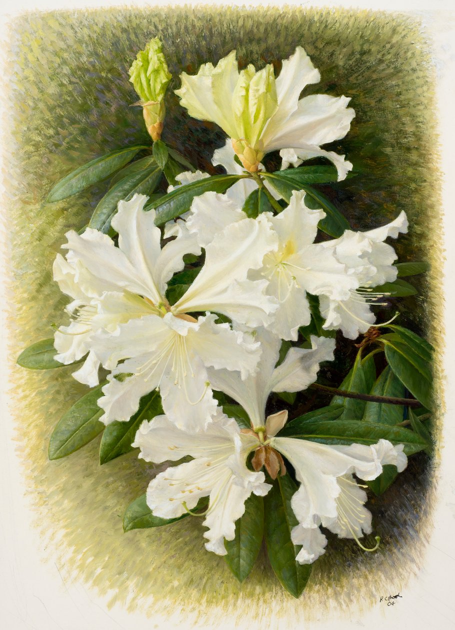 Rhododendron veitchianum, 2004 (olaj, papír) alkotó: Raymond Booth