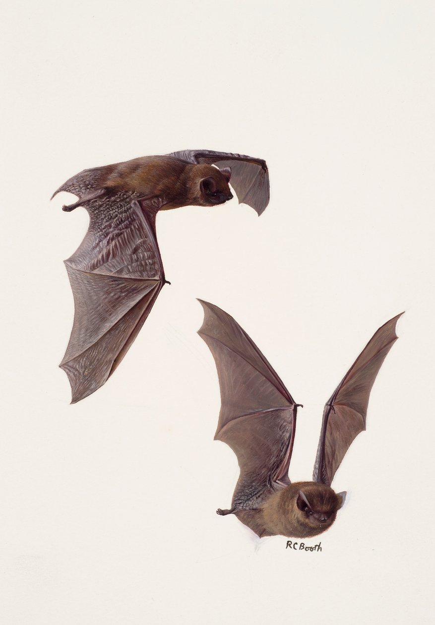 Két tanulmány egy pipistrelle denevérről (olaj, papír) alkotó: Raymond Booth