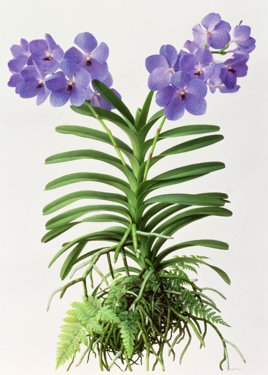 Vanda Rothschildiana alkotó: Raymond Booth