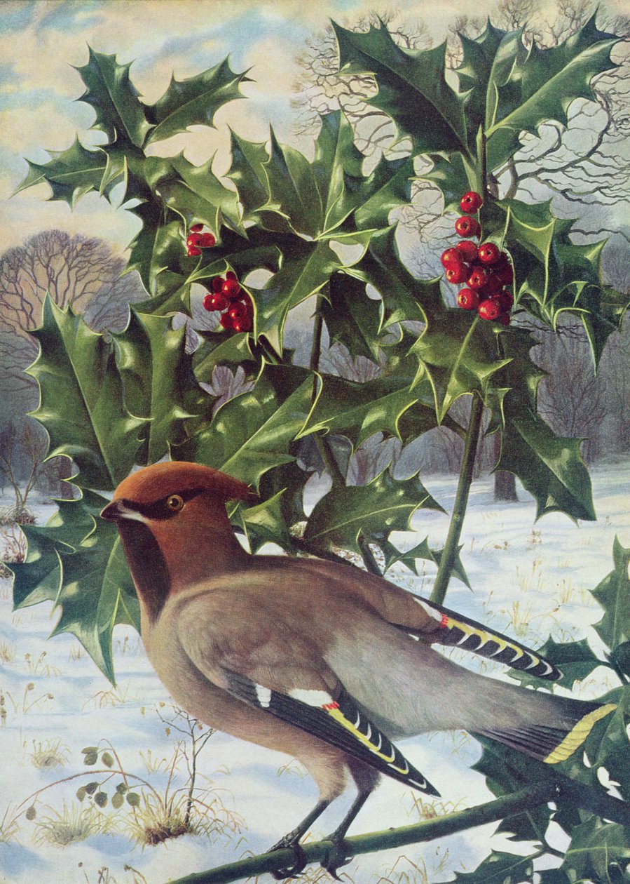 Waxwing alkotó: Raymond Booth