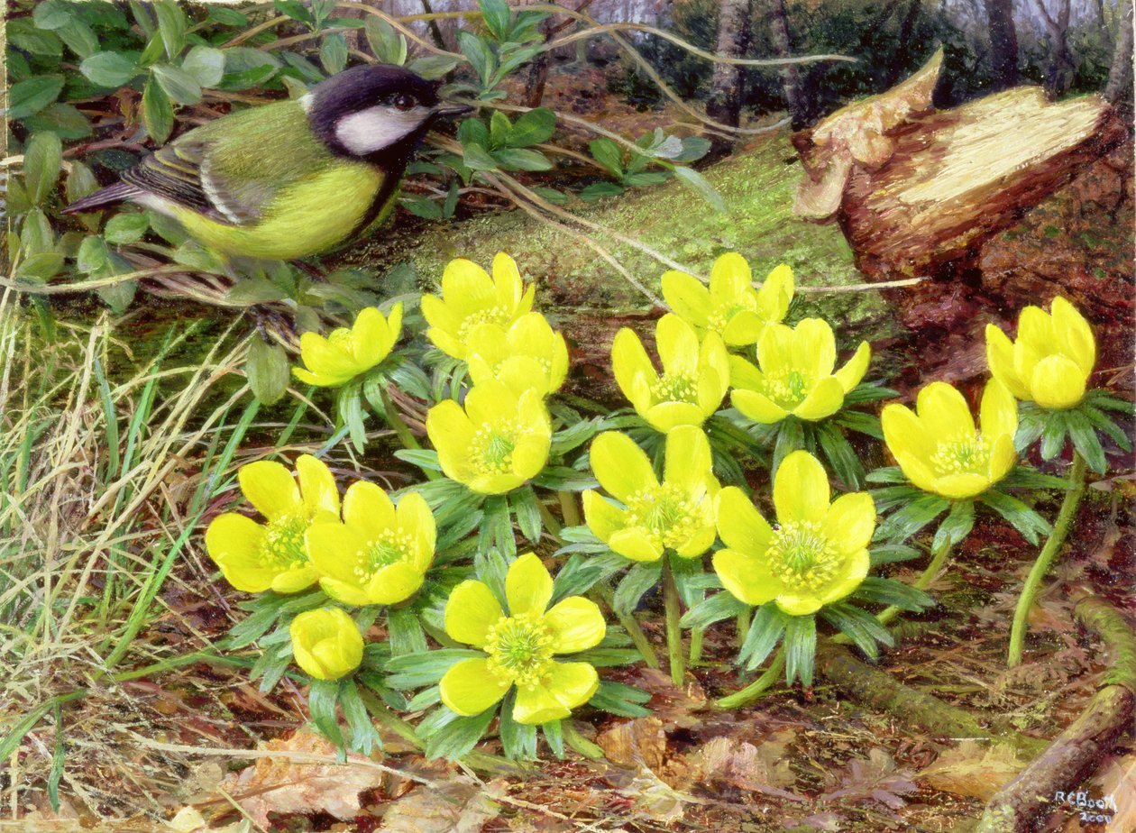 Winter Aconites, 2000 (olaj, tábla) alkotó: Raymond Booth