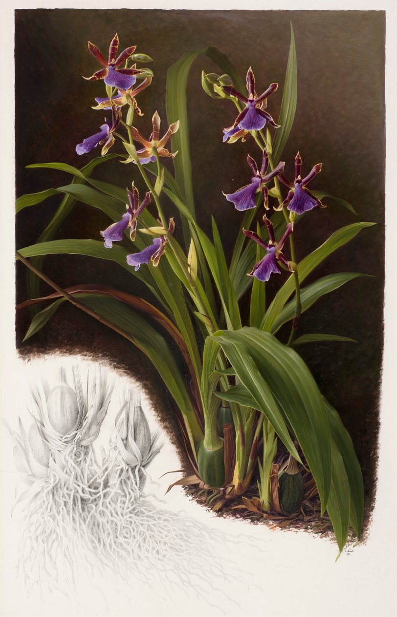 Zygopetalum hibrid alkotó: Raymond Booth