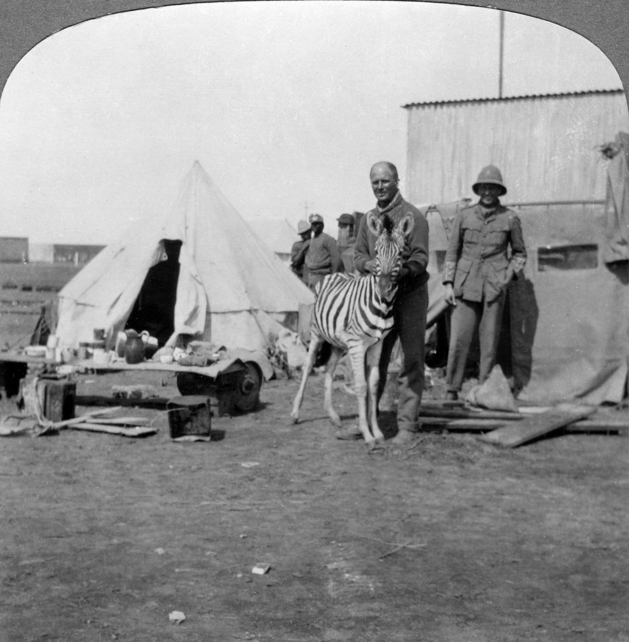 Dél-afrikai tüzérek kedvenc zebrájukkal, Kelet-Afrika, I. világháború, 1914-1918. alkotó: Realistic Travels Publishers