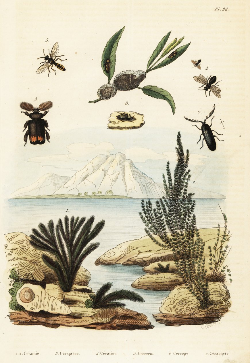Alga, méh, darázs és békahüvely.,1834-1839 (metszet) alkotó: Regina Catherine Carey