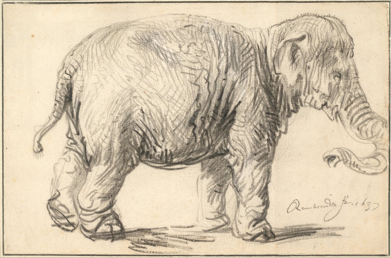 Egy elefánt, 1637 alkotó: Rembrandt van Rijn