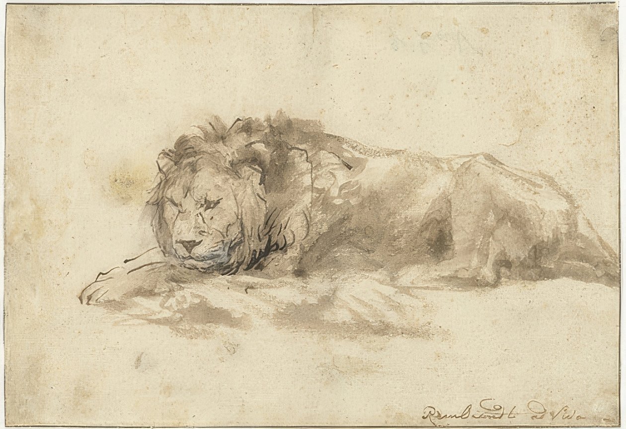 Fekvő oroszlán (Liggende leeuw). 1650-59 alkotó: Rembrandt van Rijn