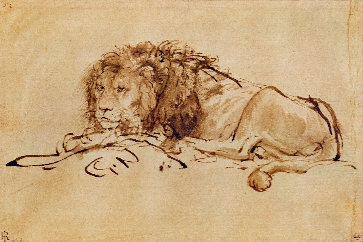 Oroszlán pihenő (toll és tinta papíron) alkotó: Rembrandt van Rijn