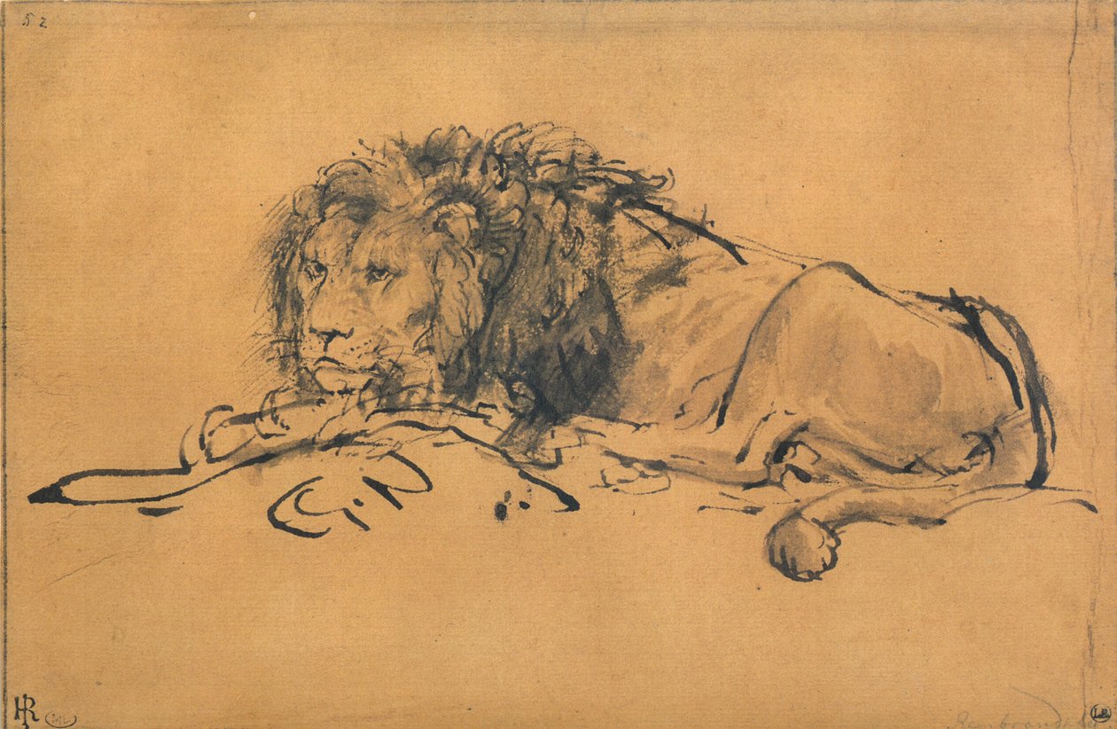 Pihenő oroszlán, balra fordulva, c1650 alkotó: Rembrandt van Rijn