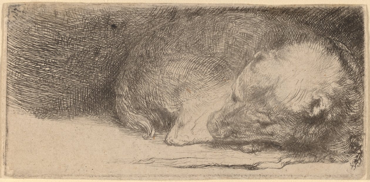Alvó kiskutya alkotó: Rembrandt van Rijn