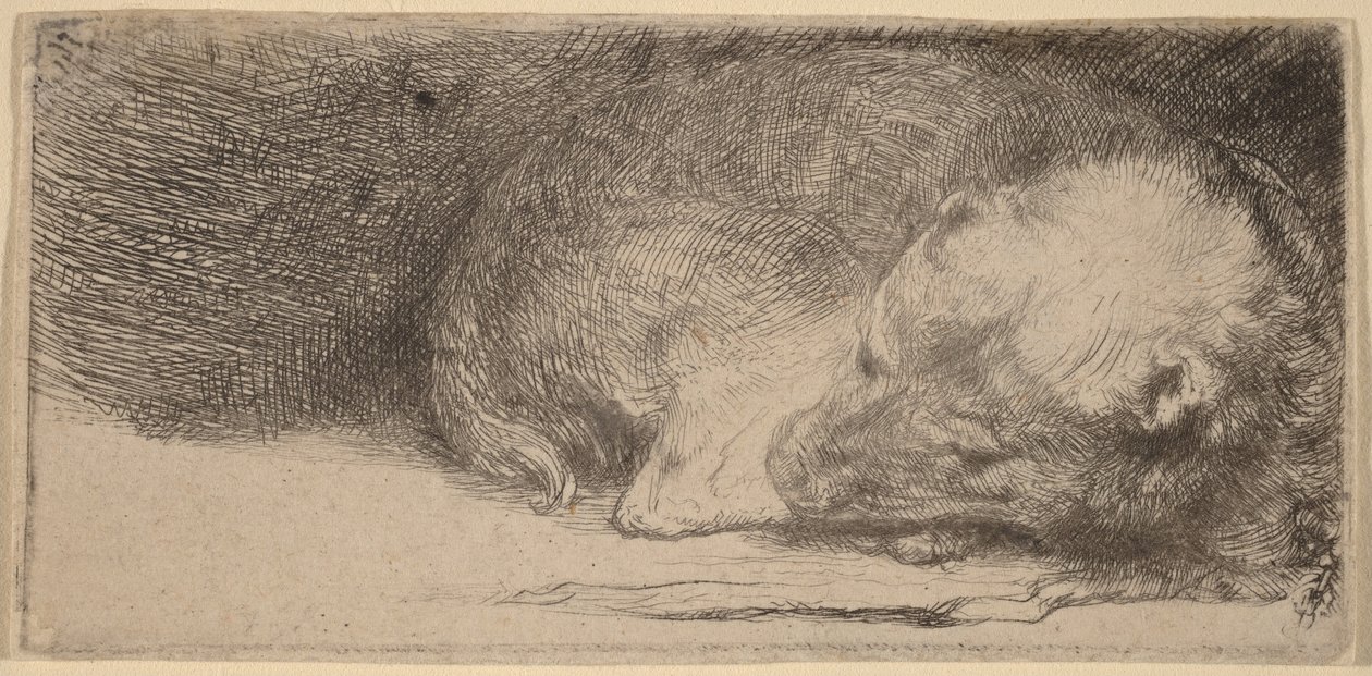 Alvó kiskutya alkotó: Rembrandt van Rijn