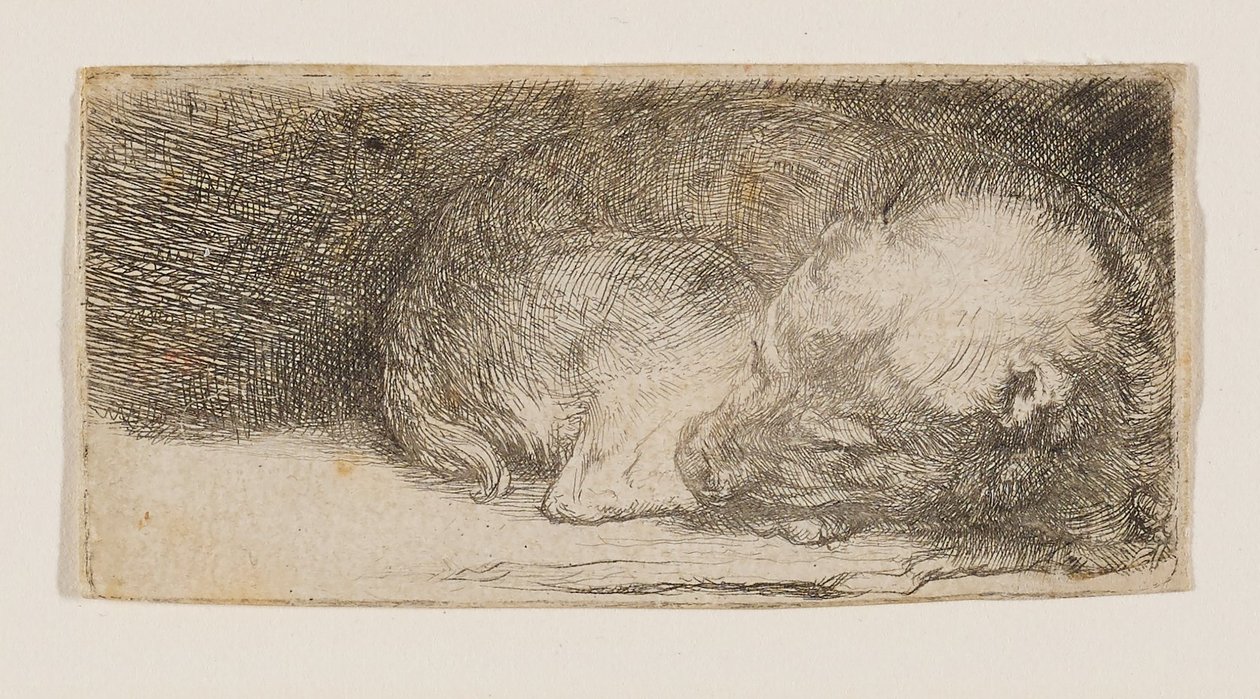 Alvó kölyökkutya alkotó: Rembrandt van Rijn