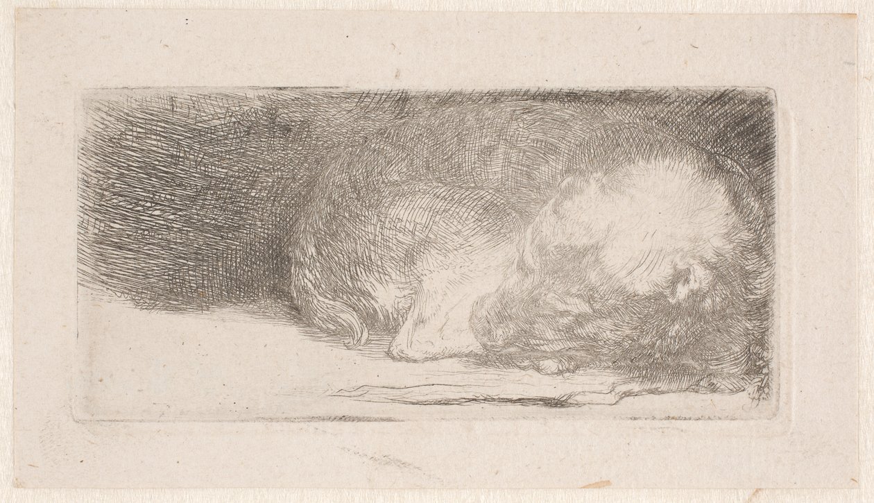 Alvó kiskutya alkotó: Rembrandt van Rijn