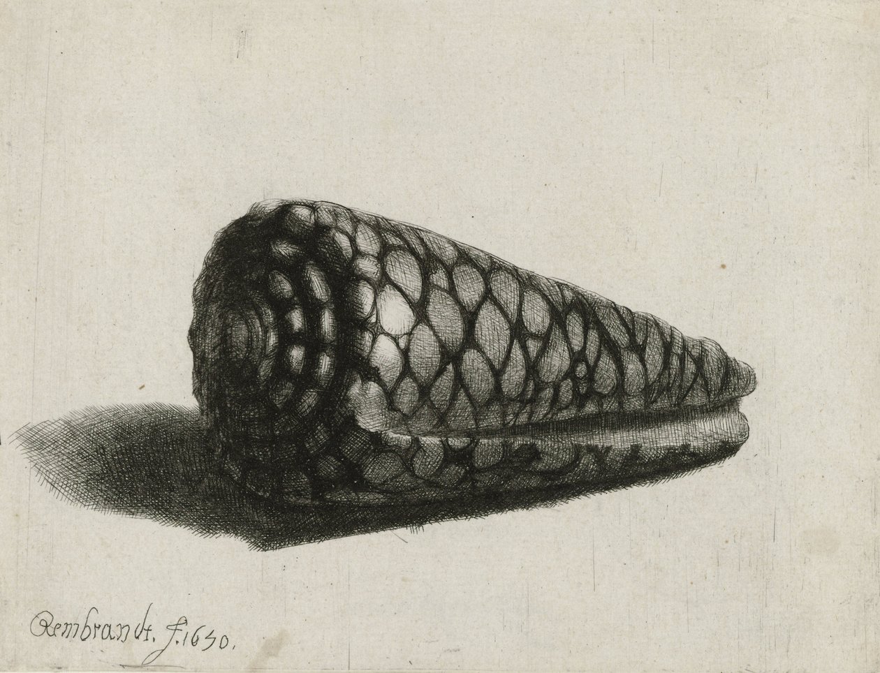 A kagyló (Conus marmoreus), 1650 alkotó: Rembrandt van Rijn