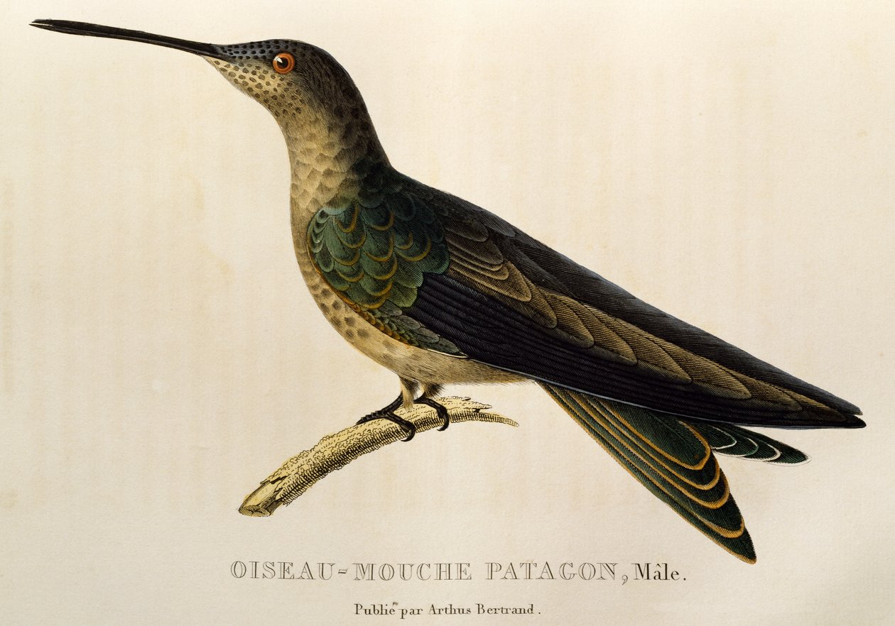 Óriás kolibri (Patagona gigas), metszet a Trochilidákból vagy kolibri és kolibri alkotó: René Primevère Lesson