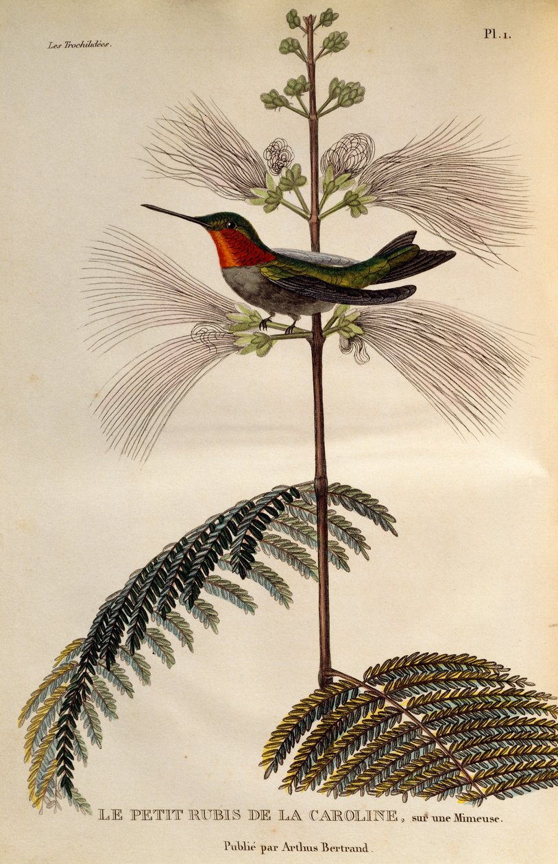 Rubintorkú kolibri (Archilochus colubris), metszet a Les trochilidees ou les colibris et les oiseaux-mouches-ból alkotó: René Primevère Lesson