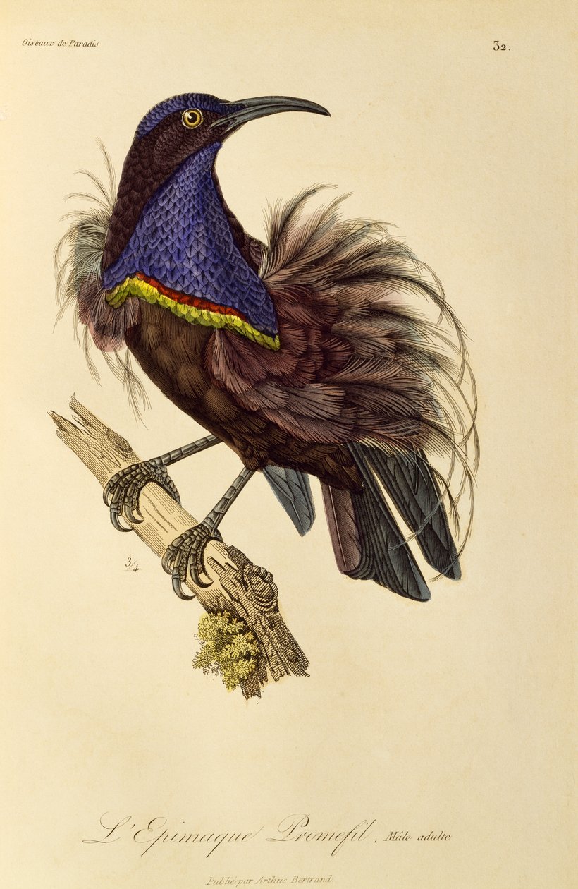 Paradicsomi puskamadár (Ptiloris paradiseus) felnőtt hím, metszet a Paradicsommadarak és Epimágák természetrajzából alkotó: René Primevère Lesson