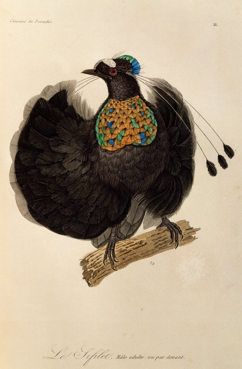 Felnőtt hím Nyugat-Parotiából (Parotia sefilata), metszet a Paradicsommadarak és Epimágák természetrajzából alkotó: René Primevère Lesson
