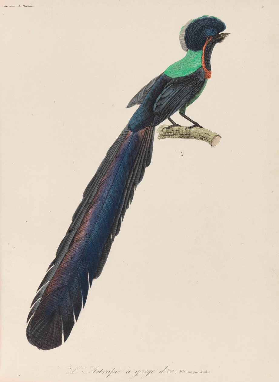 Paradicsommadár, 1835. alkotó: René Primevère Lesson